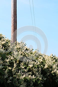 Tall hedge of Himalayan fleece vine invasive species