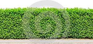 Tall hedge isolated