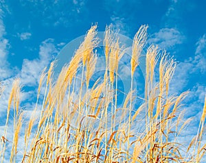 Tall Hoosier grass photo