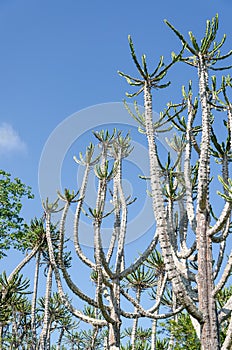 Tall and impressive Candelabrum Cactus in Angola