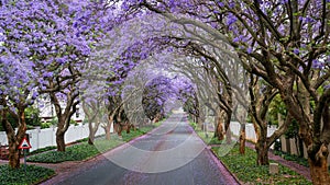 Árboles recubrimiento calles de afueras en por la tarde luz de sol 