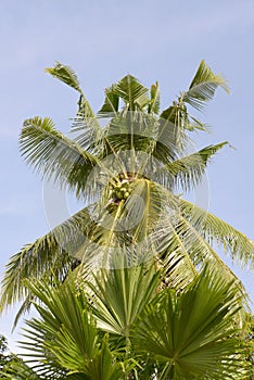 Tall jungle palm tree