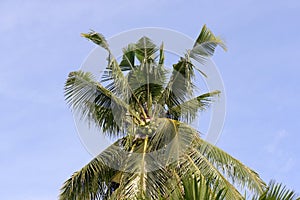 Tall jungle palm tree top