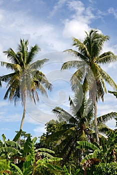 Tall jungle palm trees