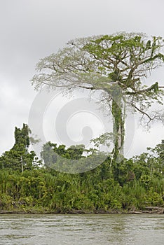 Tall jungle tree along the banks of the Rio Napo, Orellana photo