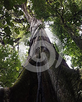 Tall jungle tree in costarica photo