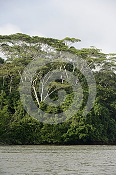 Tall jungle trees on the Rio Napo, Orellana photo