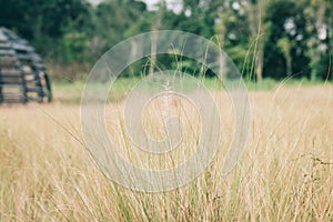 Tall lalang grass flower field, background blur bokeh