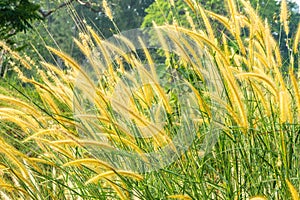 Tall lalang grass flower field, background blur bokeh