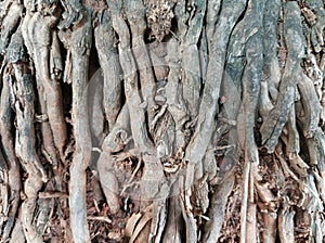 Tall and large palm tree roots