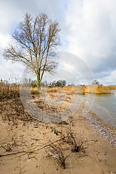 Tall leafless tree on the banks of a Dutch river