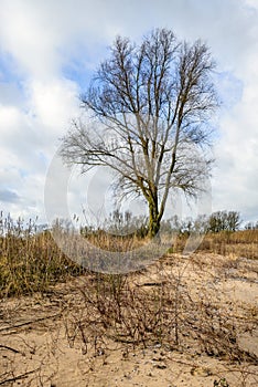 Tall leafless tree in a rural landscape