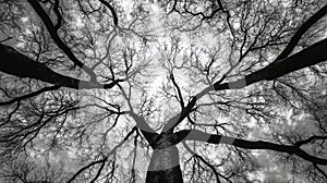 Tall leafless tree standing alone in a barren landscape during winter season generative ai