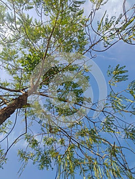 a tall, leafy leucaena glauca tree photo