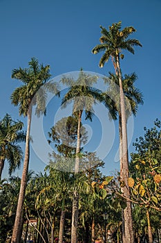 Tall and leafy palm trees amidst the vegetation in a square garden on sunny days in San Manuel.