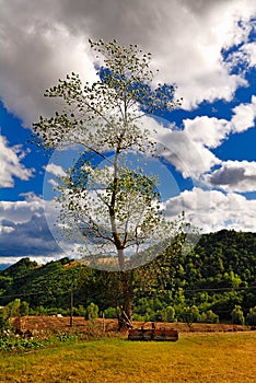 Tall leafy tree and clouds