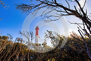 Tall lighthouse in the wild forest