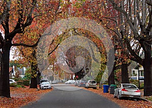 Quiet residential suburb street littered with leaves from tall trees