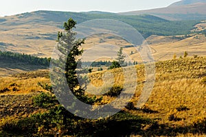 Tall lone pine trees on the gentle slopes of a high hill overlooking a picturesque autumn valley