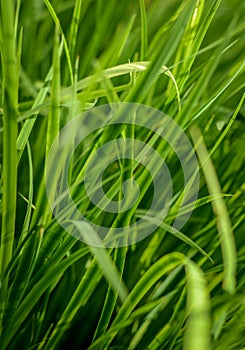Tall Lush Grass Background