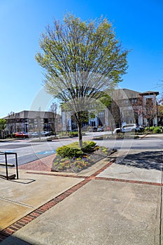 A tall lush green tree surrounded by colorful flowers, office buildings and parked cars with clear blue sky in Atlanta