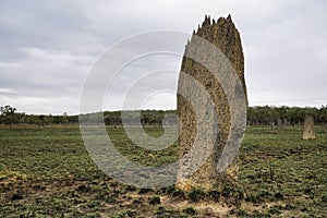 Tall Magnetic ant mounds in the Northern Territory of Australia