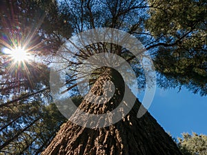 A tall majestic cedar tree in the Middle Atlas mountains in Morocco.