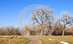 Tall and Majestic Cottonwoods by a Path