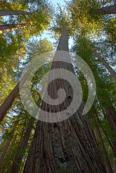 Tall majestic redwood trees giants of California