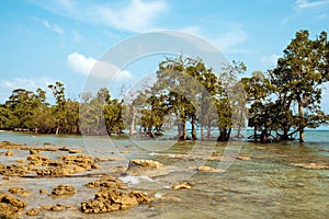 Tall mangrove trees Rhizophora