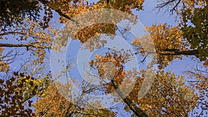 Tall Maple leaves reaching sky