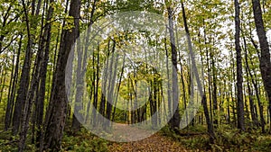 Tall Maple trees along the forest trail