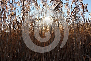 Tall marsh grass against a blue sky