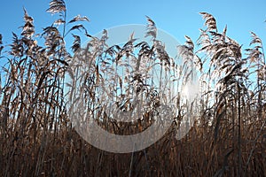 Tall marsh grass against a blue sky