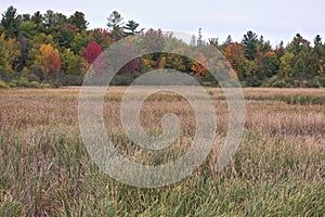 Tall marsh grass and trees in autumn; Ottawa, Ontario, Canada