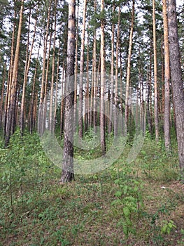 tall masted pines rush up into the pine forest