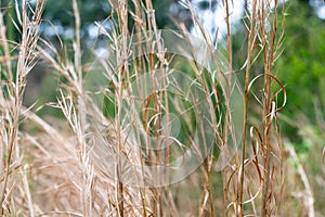 Tall Meadow Grass in the Morning