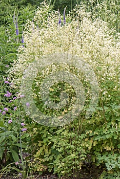 Tall meadow rue Thalictrum pubescens, a flowering plant