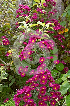 Tall Michaelmas daisy plant with pink flowers