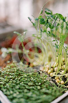 Tall microgreen pea sprouts growing next to arugula in a box