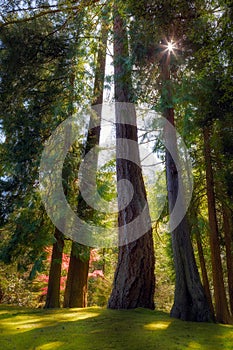 Tall and Mighty evergreen trees in Portland Japanese Garden