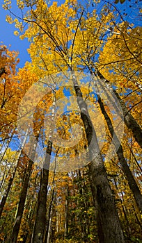 Tall Minnesota October Gold Under Blue Sky