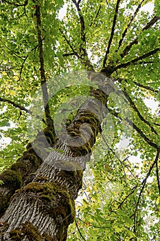 Tall moss covered tree trunks leading up to canopy