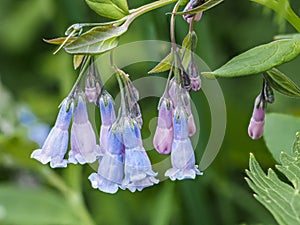 Tall Mountain Bluebell - Tall Fringed Bluebell - Streamside Blluebell