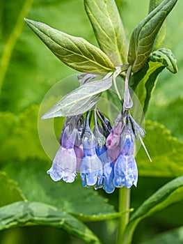 Tall Mountain Bluebell - Tall Fringed Bluebell - Streamside Blluebell