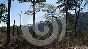 Mountain pines , foreground and background