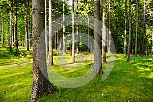 Tall Norway spruce picea abies trees in woodland. Spruces growing in evergreen coniferous forest.