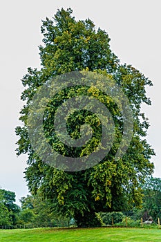 Tall oak tree in a field