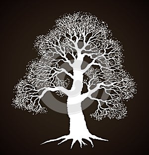 Tall oak in winter. Vector drawing