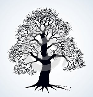 Tall oak in winter. Vector drawing